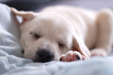 Image showing Sleeping Labrador puppy