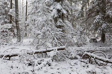 Image showing Winter landscape of natural forest with dead spruce trees