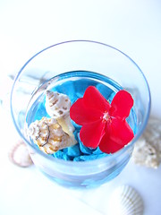 Image showing Red flower on marine background