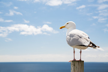 Image showing seagull over sea and blue sky