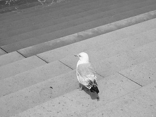 Image showing Seagull bird animal