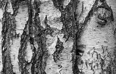 Image showing Brown tree bark background in black and white