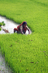 Image showing Rural woman working in rice plantation in Bosonti, West Bengal, India