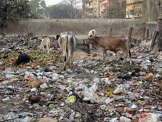 Image showing Streets of Kolkata. Animals in trash heap