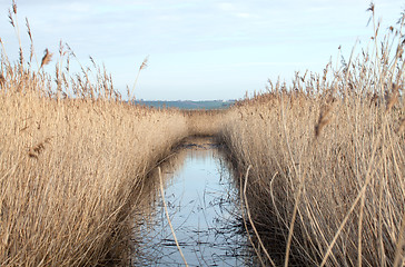 Image showing Reed Bed