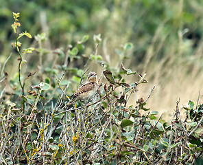 Image showing Wryneck