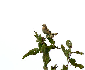 Image showing Whinchat
