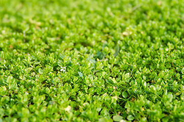 Image showing Thick spring green grass