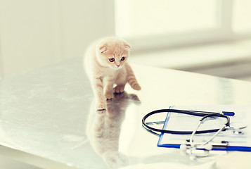 Image showing close up of scottish fold kitten at vet clinic