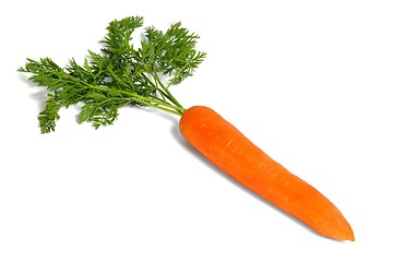 Image showing Fresh carrot on white