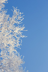 Image showing Winter tree in a field with blue sky