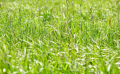 Image showing grass growing on meadow or field