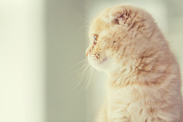 Image showing close up of scottish fold kitten