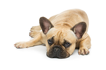 Image showing Beautiful french bulldog dog