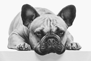 Image showing Beautiful french bulldog dog