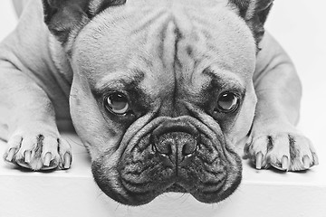 Image showing Beautiful french bulldog dog