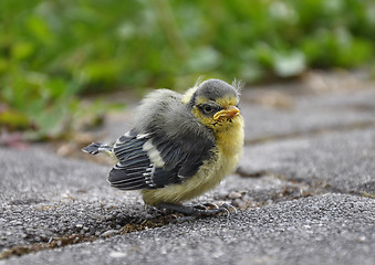 Image showing Young blue tit