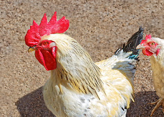 Image showing Cock and hen on the poultry yard