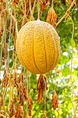 Image showing Big ripe melon in greenhouse