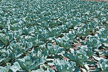 Image showing Cabbage cultivation in soil