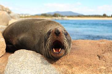 Image showing Australian Fur Seal