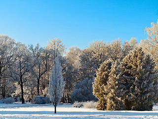 Image showing winter park