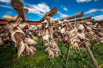 Image showing Fish heads drying on racks