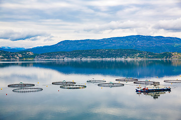 Image showing Farm salmon fishing