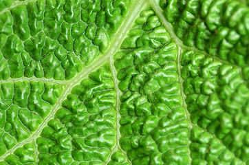 Image showing Leaf texture in green