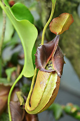 Image showing Nepenthes villosa, monkey pitcher plant