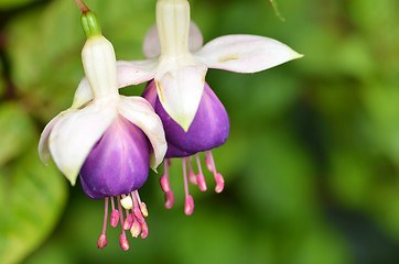 Image showing Purple Ballerina flowers