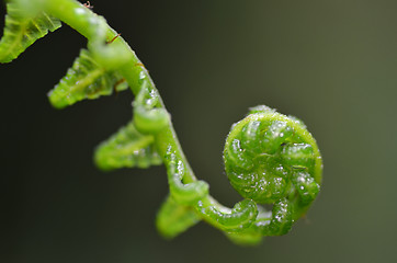 Image showing Fern leaf in forest