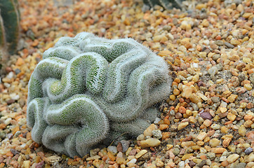 Image showing Green cactus that looks like the brain