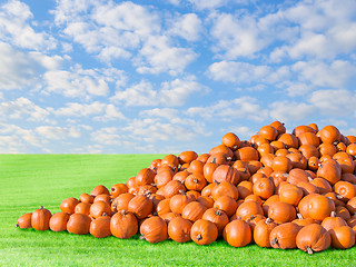 Image showing Pile of big orange natural rustic pumpkins patch field