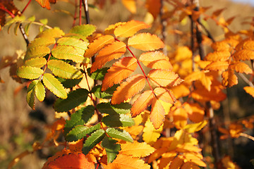 Image showing autumn leaves