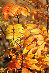 Image showing autumn colors