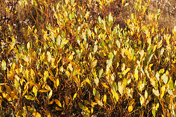 Image showing background leaves