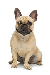 Image showing Beautiful french bulldog dog