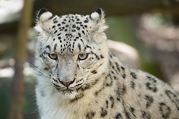 Image showing snow leopard, Irbis Uncia uncia