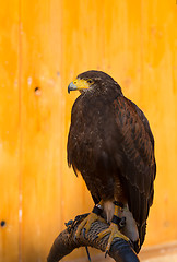 Image showing Harris Hawk (Parabuteo unicinctus)