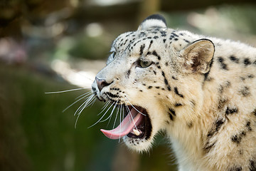 Image showing snow leopard, Irbis Uncia uncia
