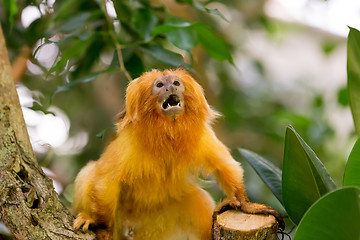 Image showing Golden Lion Tamarin