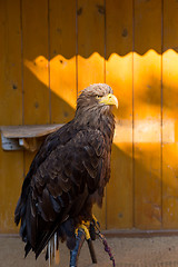 Image showing Big Sea Eagle (Haliaeetus albicill)