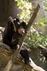 Image showing Sun bear also known as a Malaysian bear