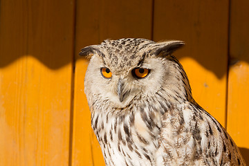 Image showing Eurasian Eagle Owl (Bubo bubo)