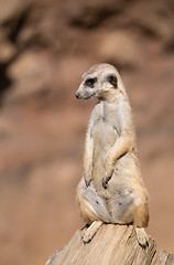 Image showing meerkat or suricate