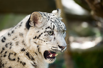 Image showing snow leopard, Irbis Uncia uncia