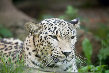 Image showing Persian leopard (Panthera pardus saxicolor)