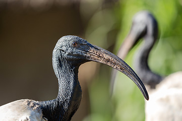 Image showing Oriental black White (Black-headed) Ibis