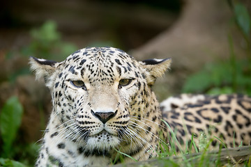 Image showing Persian leopard (Panthera pardus saxicolor)